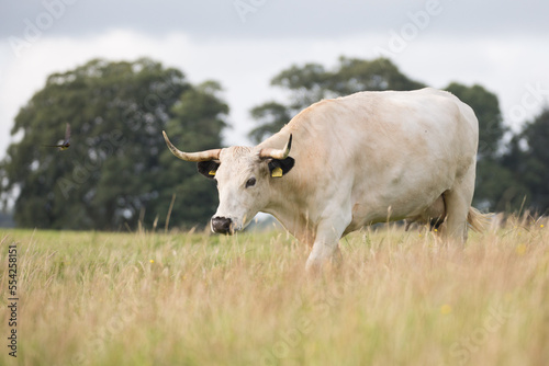 Fototapeta Naklejka Na Ścianę i Meble -  White park cow in Dinefwr National Trust park, Carmarthenshire, Wales.