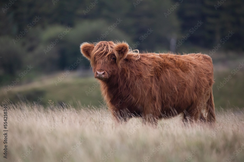 Highland cow in Wales.