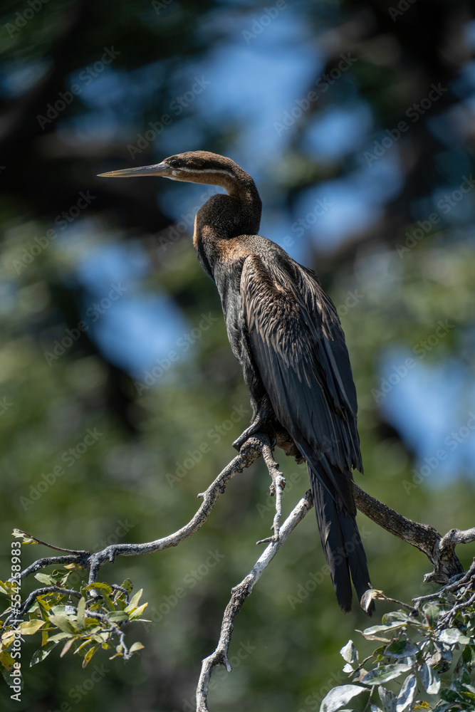 Fototapeta premium African darter on twisted branch in sunshine
