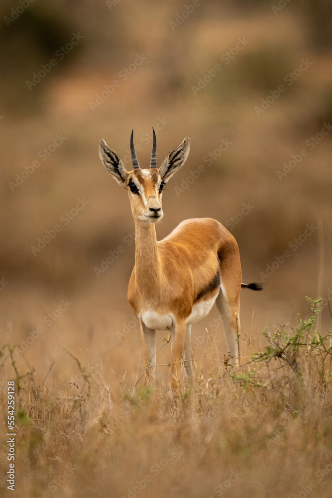 Young male Grant gazelle stands watching camera Young male Grant gazelle stands watching camera