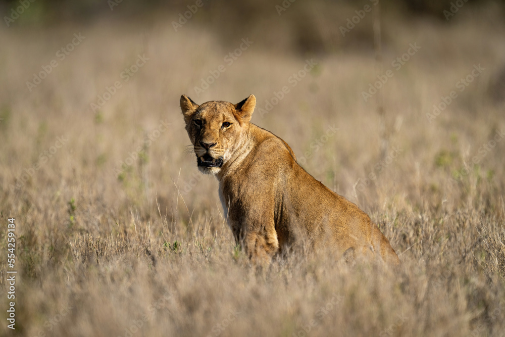 Obraz premium Young lion sits in grass with catchlight