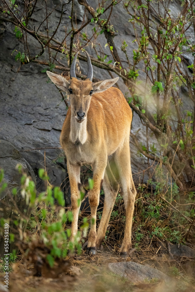 Young male common eland stands in bushes