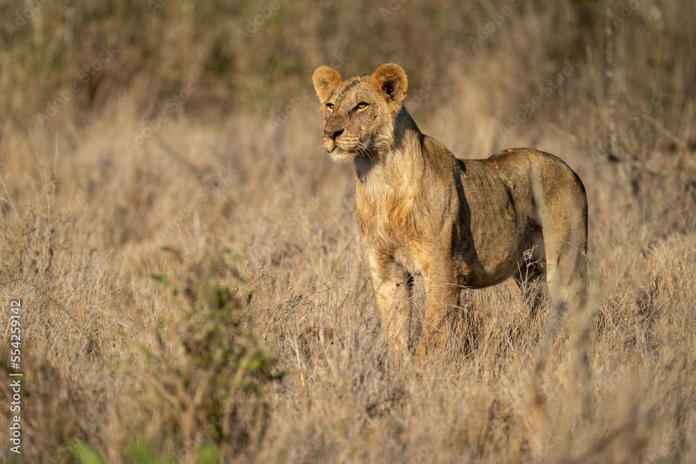 Young male lion stands in tall grass Young male lion stands in tall grass