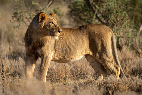 Young male lion stands staring with catchlight
