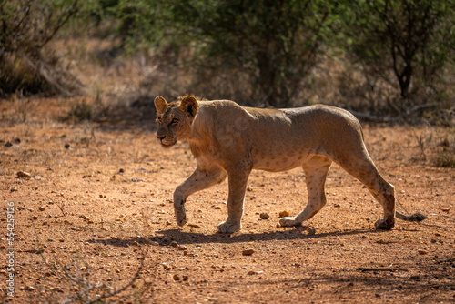 Young male lion crosses savannah lifting paw