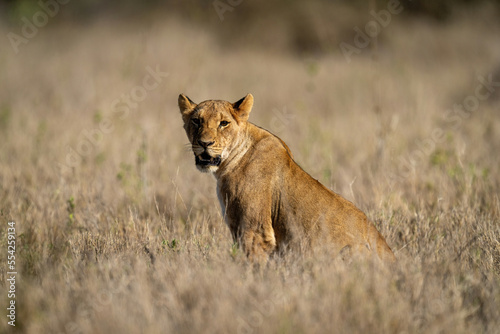Young lion sits in grass with catchlight