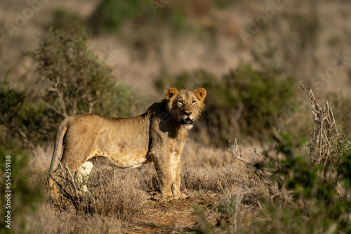 Young male lion standing on dirt track