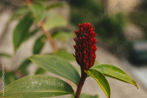 Red beautiful asian flower Costus speciousus flower photo