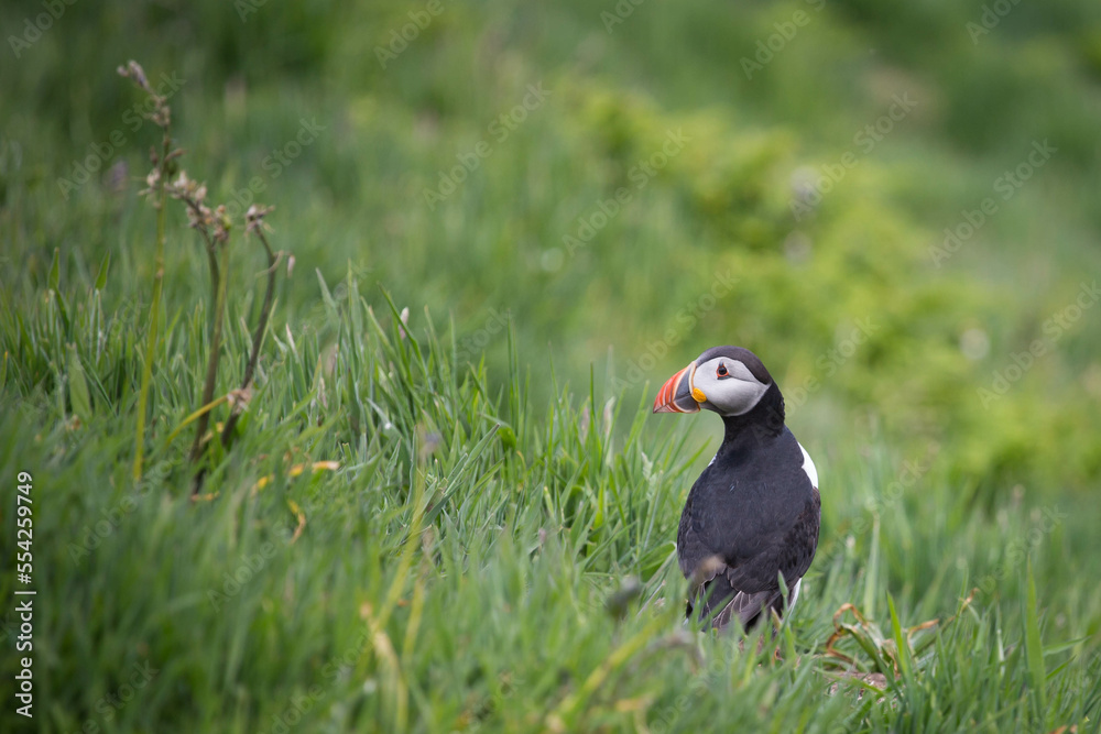 Fototapeta premium Atlantic Puffins on Skomer Island, Pembrokeshire, Wales.