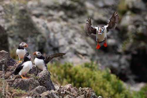 Atlantic Puffins flying on Skomer Island, Pembrokeshire, Wales.