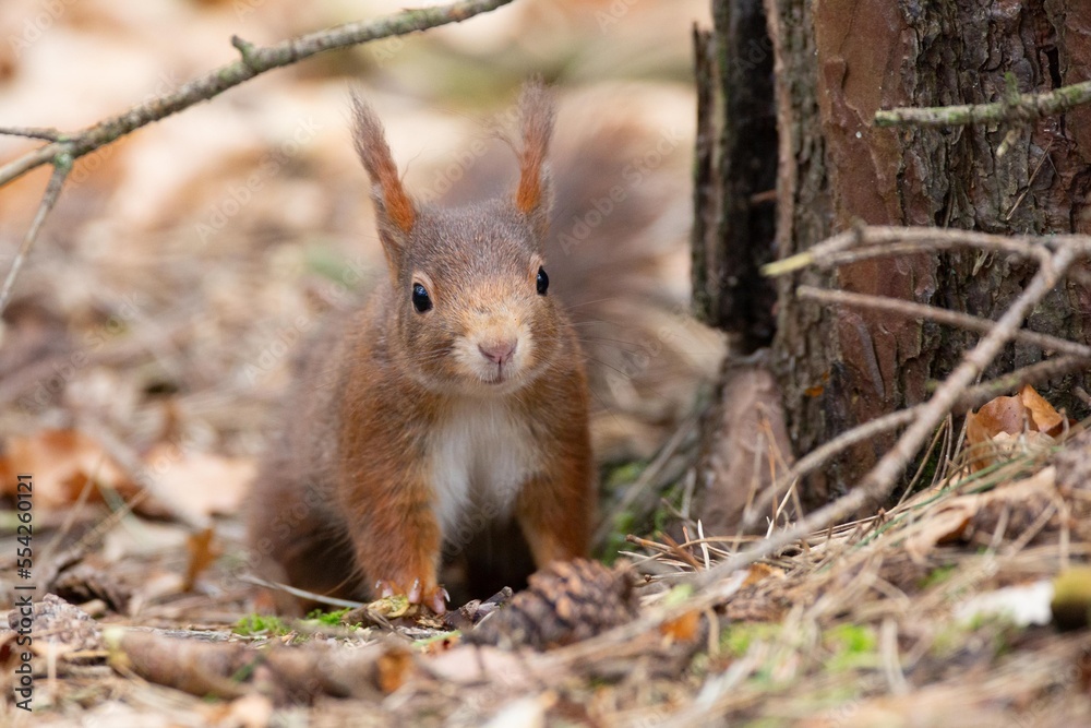 Fototapeta premium Red Squirrel foraging the ground in a woodlands, during autumn.