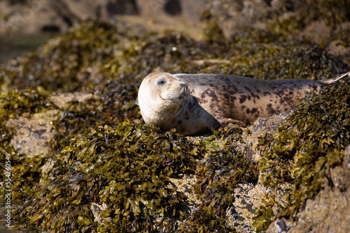 Atlantic Grey Seal on seaweed covered rocks  on Skomer Island Pembrokeshire Wales