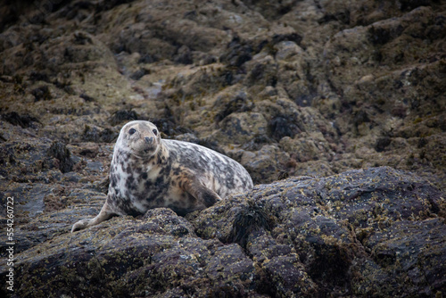 Atlantic Grey Seal On The Rocks Of Stockholm Island, Pembrokeshire Welsh Coast