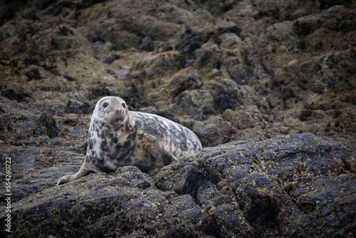 Canvas Print Atlantic Grey Seal On The Rocks Of Stockholm Island, Pembrokeshire Welsh Coast