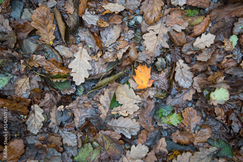 Fototapeta Naklejka Na Ścianę i Meble -  blanket of leaves on a forest floor. Some colourful some brown.