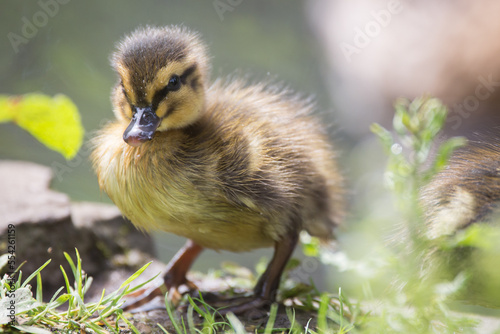 Cute duckling standing on a stone.