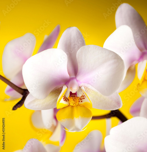 Branch of blooming pink orchid close up © BusinessImage