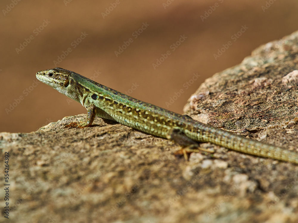 small green lizard crawling on the floor small green lizard crawling on the floor
