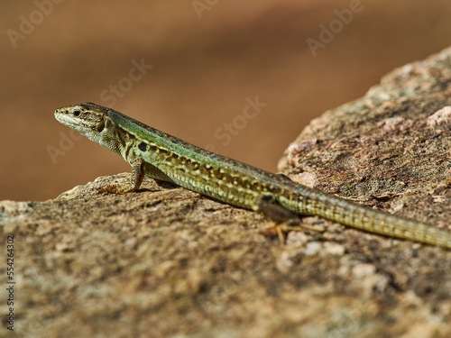 small green lizard crawling on the floor