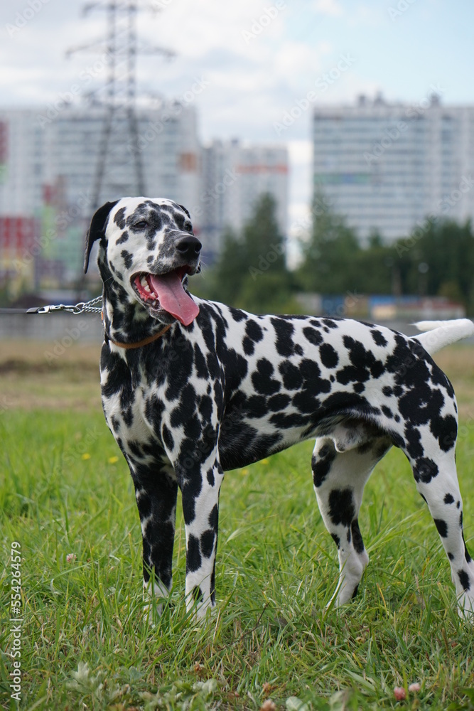 Dalmatian runs Dalmatian runs