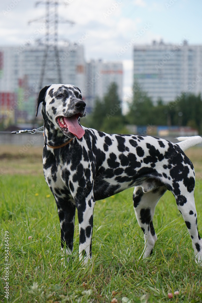 Dalmatian runs