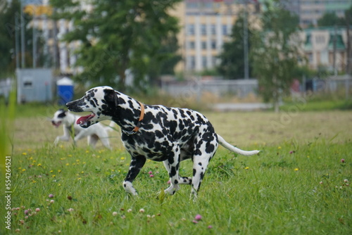 Dalmatian runs
