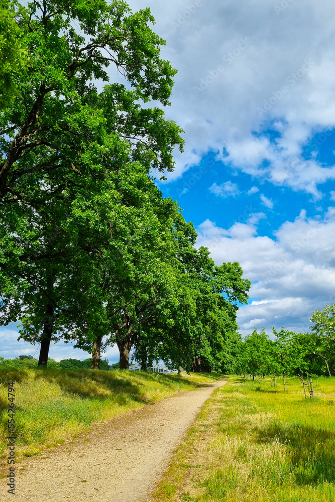 Beautiful green park and large trees for walking.