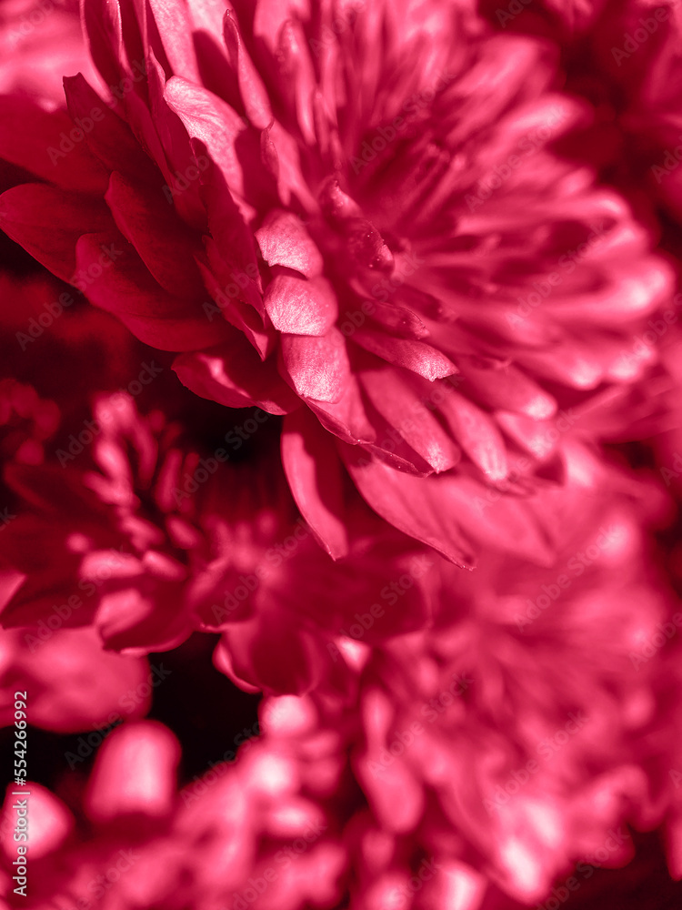 Trendy color 2023 viva magenta red toned of top view of flowers chrysanthemum floral natural wallpaper. Trendy color 2023 viva magenta red toned of top view of flowers chrysanthemum floral natural wallpaper.