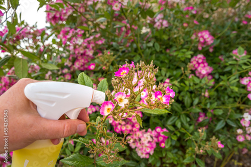 rose plant with pink flower infected by many green aphids photo