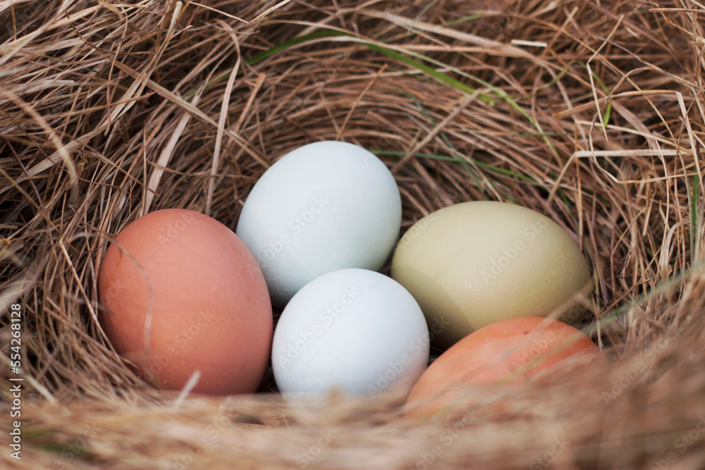 close up with five fresh eggs in the nest of dry grass close up with five fresh eggs in the nest of dry grass