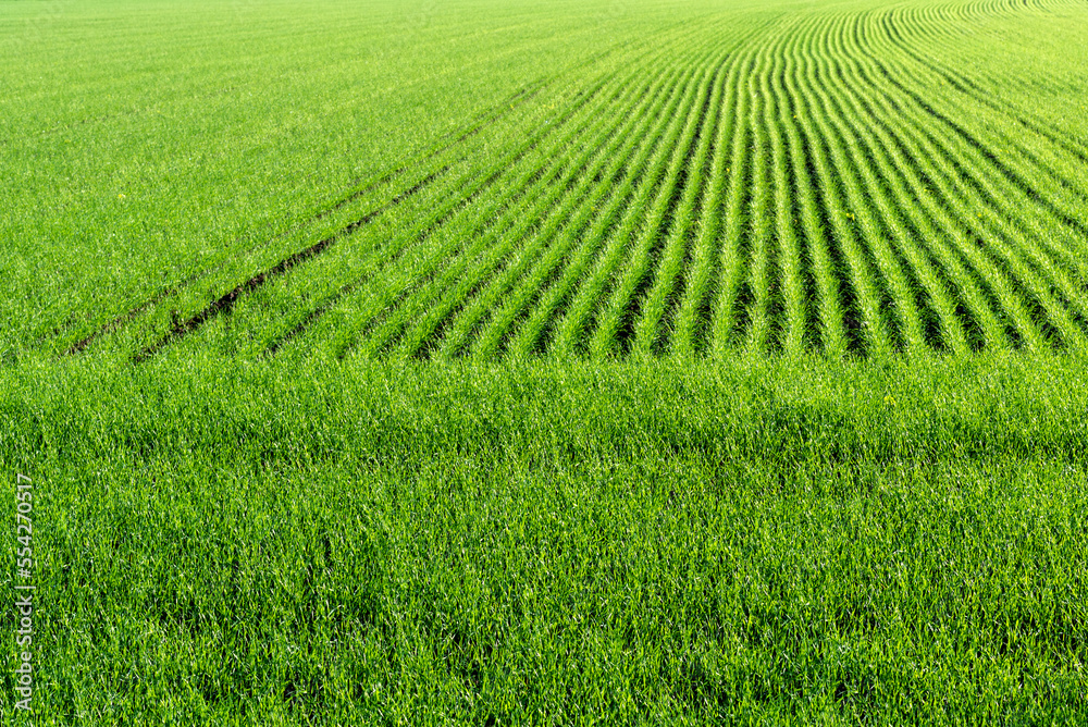 Field with young green wheat sprouting in autumn after planting