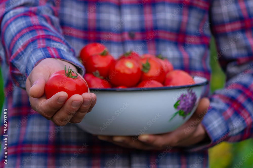 A man farmer holds a crop of tomatoes in his hands. Selective focus. A man farmer holds a crop of tomatoes in his hands. Selective focus.