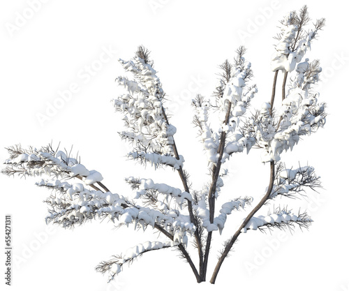 tree albero neve natale photo