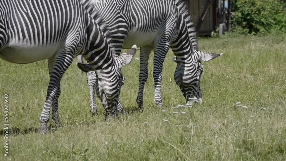 African beautiful zebra eating fresh green grass. African beautiful zebra eating fresh green grass.