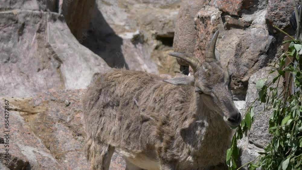 Beautiful mountain goat with helical long horns on the background of rocks. Beautiful mountain goat with helical long horns on the background of rocks.