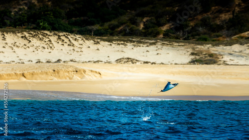 Manta Ray jumping out of the ocean, flying around Cabo San Lucas photo