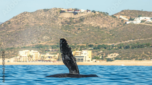 Humpback whale playing around Cabo San Lucas © Rui
