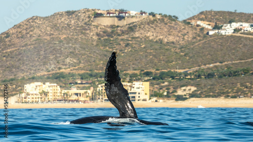Humpback whale playing around Cabo San Lucas © Rui
