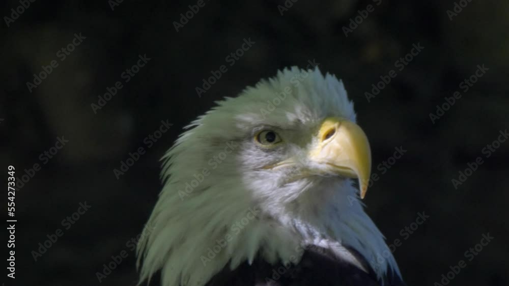 Bald Headed Eagle, close up shot with blurred background. Bald Headed Eagle, close up shot with blurred background.