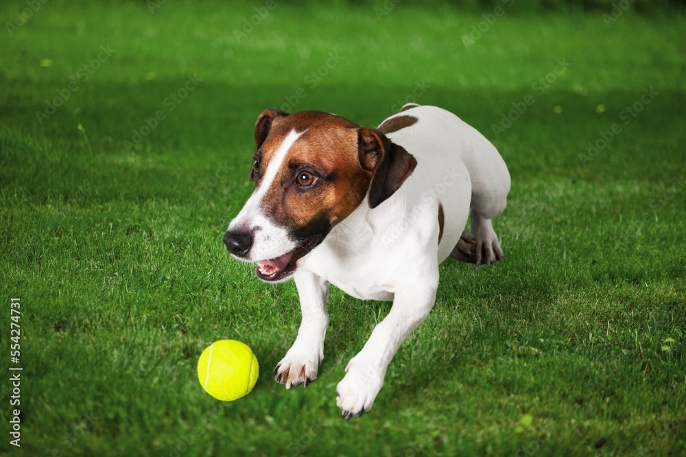 Young cute dog Puppy pet Laying on Grass.