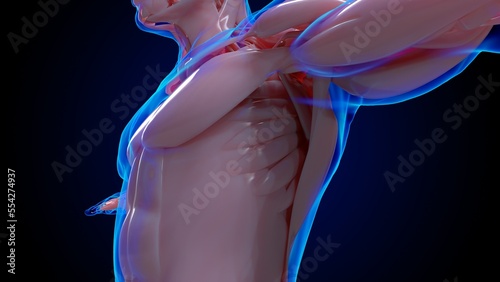muscular system is an organ system responsible for providing strength 3D photo