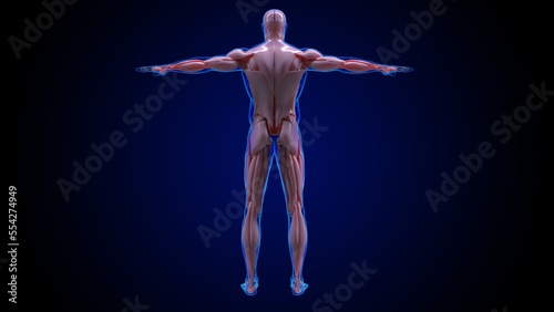 muscular system is an organ system responsible for providing strength 3D