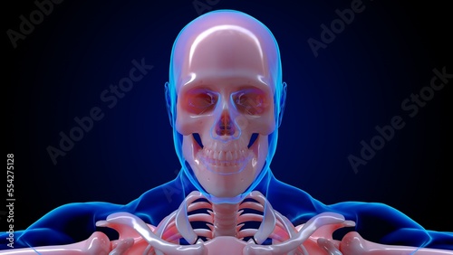 human skeleton anatomy skll bones for medical concept 3D rendering photo