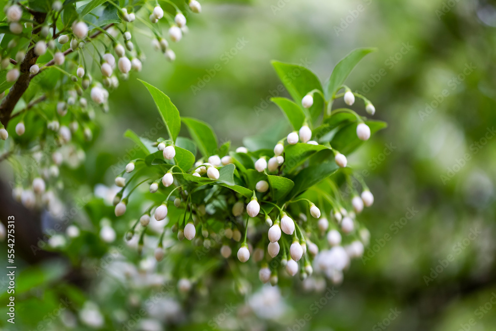 Close-up of small, white buds on a flowering plant in a private garden in Surrey; British Columbia, Canada Close-up of small, white buds on a flowering plant in a private garden in Surrey; British Columbia, Canada
