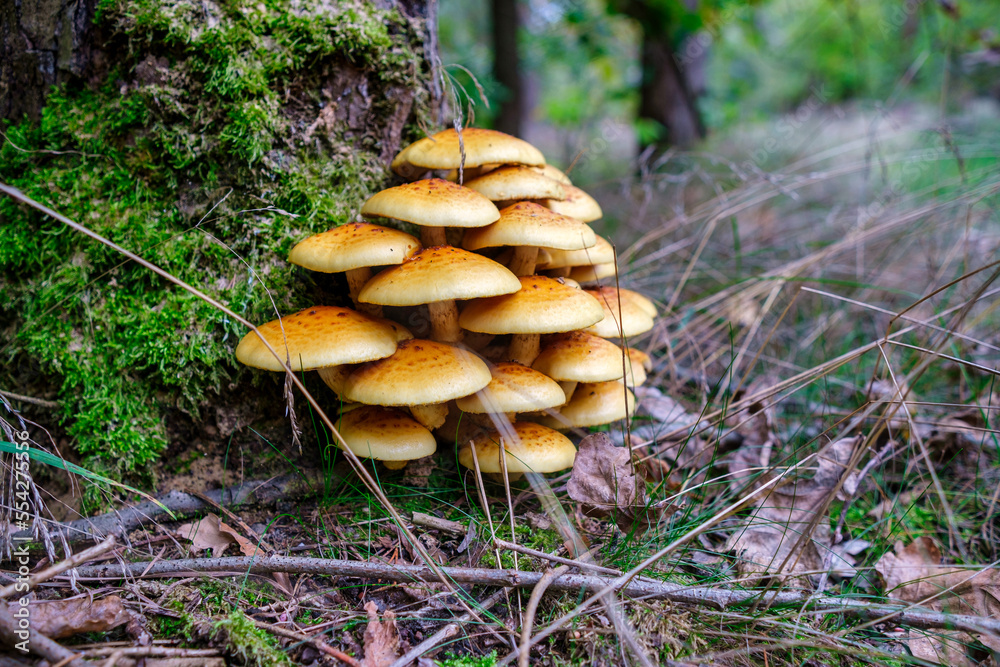 Beautiful autumn tree with mushrooms and moss in forest Beautiful autumn tree with mushrooms and moss in forest