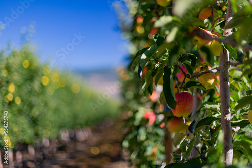 Apples, Malus domestica, growing in an orchard with blurred, blue sky,  Summerland, BC, Canada photo