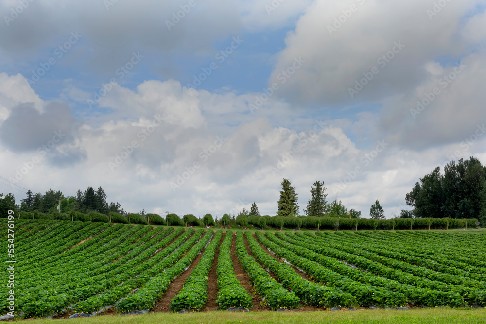 Field with rows of plants, farmland; Abbotsford, British Columbia, Canada Field with rows of plants, farmland; Abbotsford, British Columbia, Canada