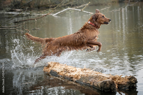 Golden Retriever playing in a lake with dripping water jumping over a log