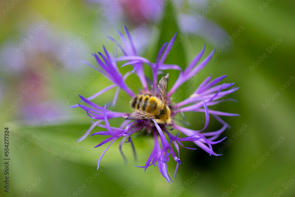 Insect resting on a purple blossom; Surrey, British Columbia, Canada Insect resting on a purple blossom; Surrey, British Columbia, Canada