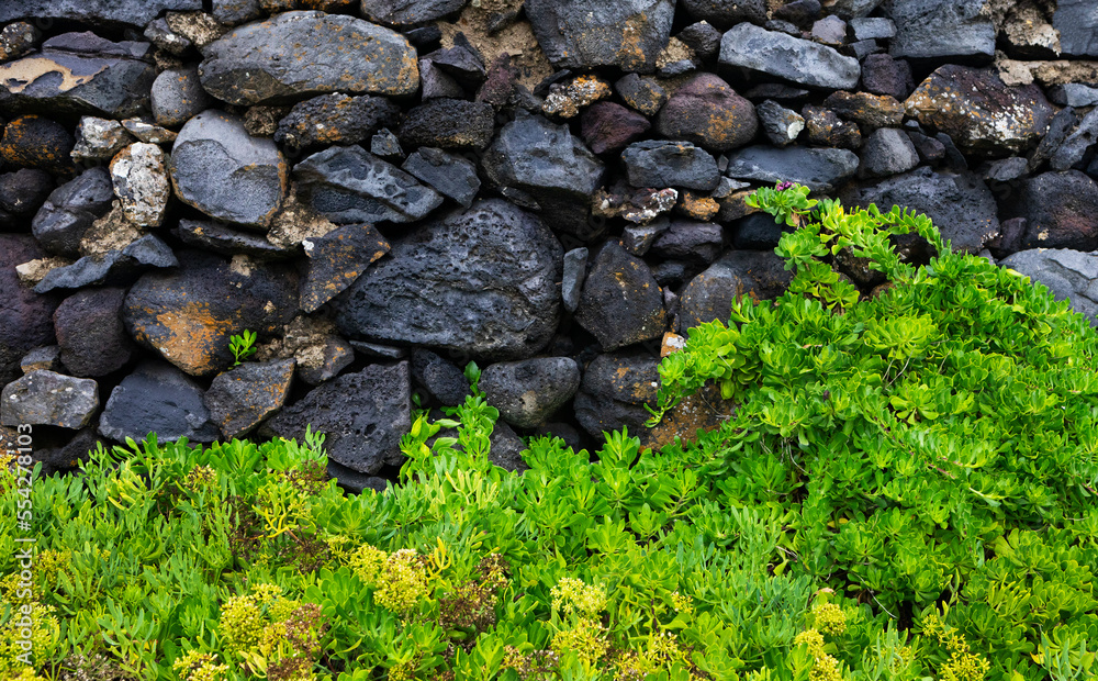 Gartenmauer aus Lavagestein ,Rocha da Relva,Sao Miguel,Azoren,Portugal, Gartenmauer aus Lavagestein ,Rocha da Relva,Sao Miguel,Azoren,Portugal,